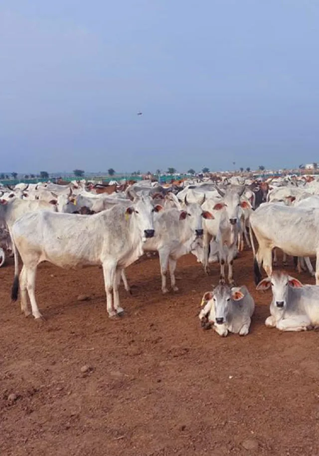A diverse group of cows in a dusty field under a clear sky