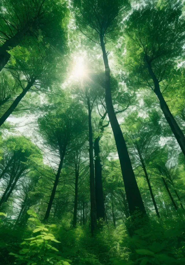 Jungle Nature